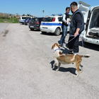 Cane malato abbandonato ad Ardea, salvato dal servizio veterinario Asl. Foto Luciano Sciurba