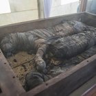 Egitto, scoperto un leone mummificato nella necropoli di Saqqara