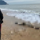 Cadavere in stato di decomposizione sulla spiaggia di Numana: mistero sull'identità, indossava i guanti