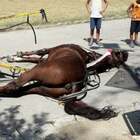 Il cavallo si accascia e muore nella Reggia di Caserta, la denuncia: «Trainava turisti nelle ore più calde»