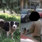 Cane "adottato" dal paese morto dopo la cattura