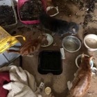 Usa, 64 gatti morti stipati nel congelatore di una 25enne: gestiva un'organizzazione per cuccioli abbandonati