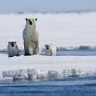 Orsi polari (foto Fox Channels Italia)