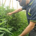 Valmontone, sequestrati 62 kg di cannabis in un emporio