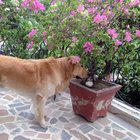 • E il "sergente Argo", inseparabile cane, resta in India 