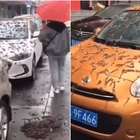 Vermi cadono dal cielo in Cina. Le autorità: «Riparatevi con gli ombrelli». Cosa sta succedendo e perché. Il video