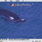 Orche nel porto a Genova: il cucciolo è morto, ecco la drammatica prova