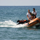 I cani bagnino danno spettacolo davanti la costa di Pescia Romana