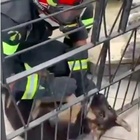 Il cucciolo di pastore tedesco bloccato con la testa tra le sbarre di un cancello: la gioia dopo il salvataggio dei Vigili del Fuoco