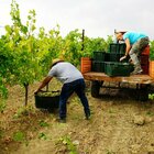 Vendemmia in ritardo, in Veneto previsti 16 milioni di quintali di uva. «Qualità buona ma non eccezionale»