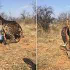 Cacciatrice americana uccide una giraffa nera