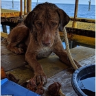 Cane salvato in mare a 135 miglia dalla costa: «Non si sa come ci sia arrivato, è apparso dal nulla»
