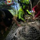 Mucche cadute in un dirupo, maxi intervento di recupero: quattro bovini non ce l'hanno fatta Foto
