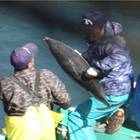 Strage di delfini nelle acque di Taiji in Giappone: uccisi decine di esemplari e un cucciolo rapito