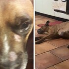 Non ha i soldi per pagare il veterinario, il cane muore: la disperazione di una 16enne. Rabbia sui social