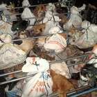 Carne di cane a tavola: la polizia blocca camion con 78 esemplari, 10 muoiono subito dopo il sequestro in Indonesia Video