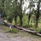 Maltempo, alberi caduti e auto travolte a Roma (foto esclusive)