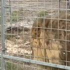 Leone scappa dal circo a Ladispoli: ora è di nuovo nel recinto con gli altri