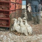 Influenza aviaria in Cina, escalation di casi umani. Oms avverte: «Si rischiano nuove varianti di virus»