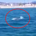 Balena Wally avvistata a Viareggio, le spettacolari immagini su Facebook: «Ha sfiorato il moletto»