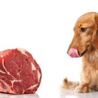 Carne cruda al cane? No grazie