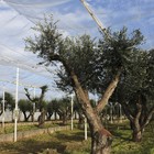 Xylella: a giugno ispezione Commissione Ue in Puglia