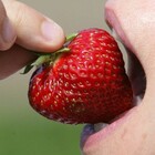 Dieta, fragole: calorie, proprietà e benefici di questi frutti rossi