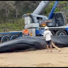Australia, rimossa la balenottera spiaggiata a Minnie Water