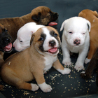 L'inchiesta choc: cuccioli di cani provenienti da allevamenti lager in Est Europa venduti ai vip in Italia