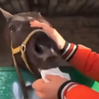 Tiktoker si soffia il naso con un fazzoletto e lo fa mangiare a un cavallo: denunciato per maltrattamenti. Poi le scuse