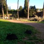 Coniglietti, ricci e pappagalli, i nuovi "inquilini" del Parco del Colosseo