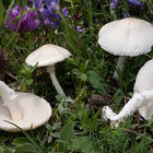 Trova i funghi nel giardino e ne regala anche agli amici:
intossicati in cinque, uno è grave Trova i funghi nel giardino e ne regala anche agli amici:
intossicati in cinque, uno è grave