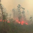 Strage di koala in Australia, fuoco distrugge riserva naturale
