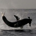 Sudafrica, lo squalo bianco salta fuori dall'acqua a pochi metri dalla barca: sorpresa e paura a bordo