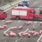 Camion carico di maiali si rovescia in autostrada: decine di animali liberi sulla carreggiata VIDEO