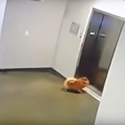 Il cane rischia di essere ucciso dall'ascensore, un giovane lo salva in extremis