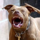 Torino, cane meticcio ucciso da un pitbull: ferita la padrona che cercava di salvarlo