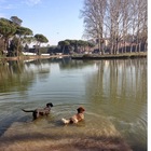 Cani, a Roma il Comune vieta i bagni nei parchi: multe ai padroni