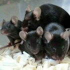 Topi nati da spermatozoi 'spaziali': «Sani dopo 6 anni di esposizione ai raggi cosmici»