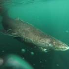 Lo squalo della Groenlandia ha 512 anni: è il vertebrato più vecchio del pianeta