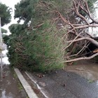 Roma sud, crolla albero alto 25 metri: chiusa una strada