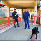 Cane dei carabinieri scova 52 chili di stupefacente 