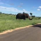 Safari da brivido: l'elefante imbizzarrito attacca i visitatori. La fuga a gambe levate