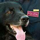Spaccio di droga a Nola, il cane poliziotto Agrid fiuta hashish in un negozio