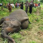 Strage di elefanti in Sri Lanka, forse avvelenati per vendetta: «Sconfinavano nei campi»