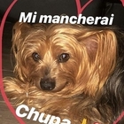 Brumotti, dolore social per la morte del cane: «Il mio amato Chupa è tra le nuvole»
