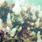 La fake news della barriera corallina nel nostro mare La fake news della barriera corallina nel nostro mare