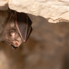 Nei pipistrelli del Laos virus simili al Covid: «Infettano gli umani». La scoperta dei ricercatori