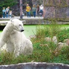 Germania, mistero allo zoo