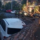 Montesacro, grosso albero cade in viale Carnaro: strada chiusa, danni alle auto